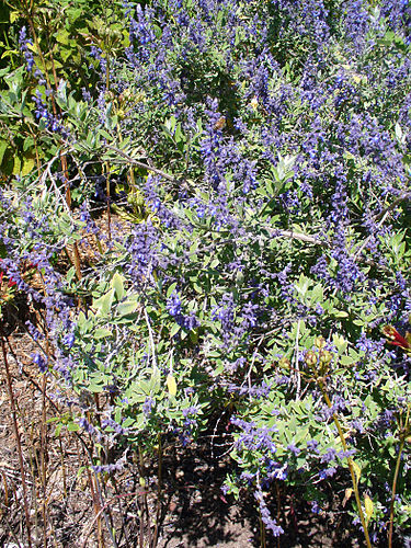 Salvia flocculosa